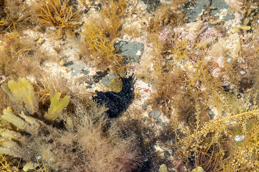 A Sea Hare one of the larger marine molluscs grazing on the various seaweeds and algae to be found in the rockpools at low tide.