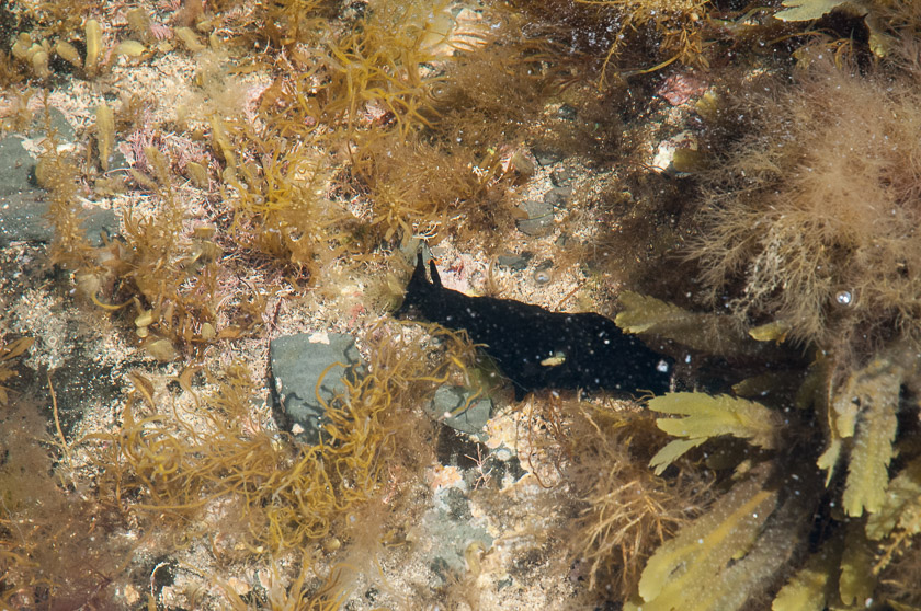 Apparently the Sea Hare is named due to the resemblance of their "bunny ear" tentacles known as Rhinophores which are used to detect scents in the water.