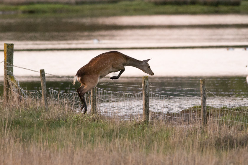 Sika Deer hurdling a fenceline at Middlebere Farm. The grass was greener on the other side.