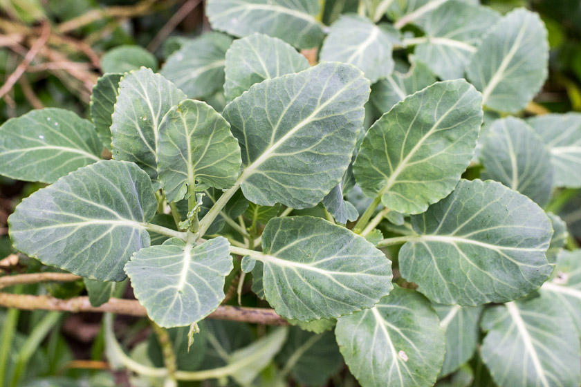 Wild Cabbage -  not many caterpillars on these.