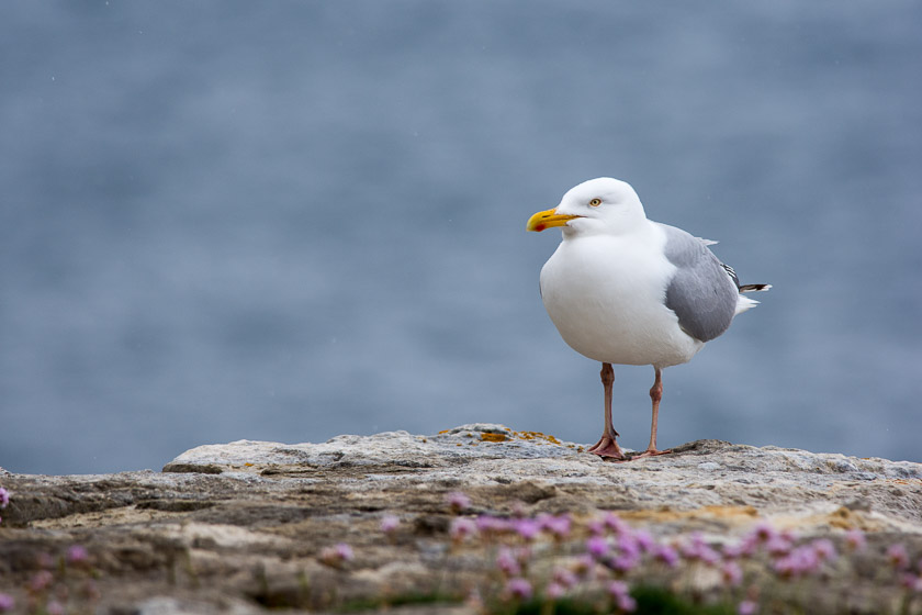 Herring Gull 