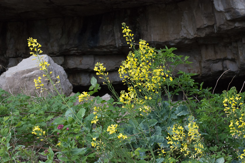 Wild Cabbage on the Dorset coast