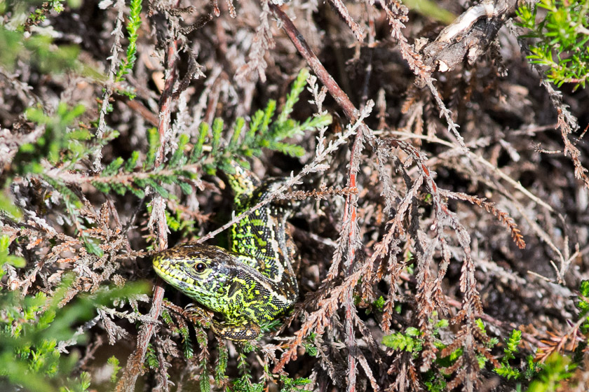 Sand Lizard at Shipstal Point, Arne.