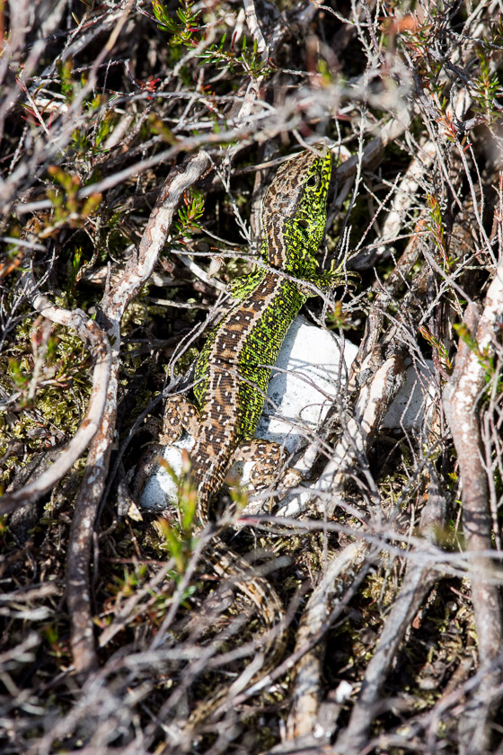 Sand Lizard 