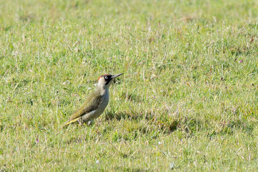 The frequently heard and occasionally seen Green Woodpecker.