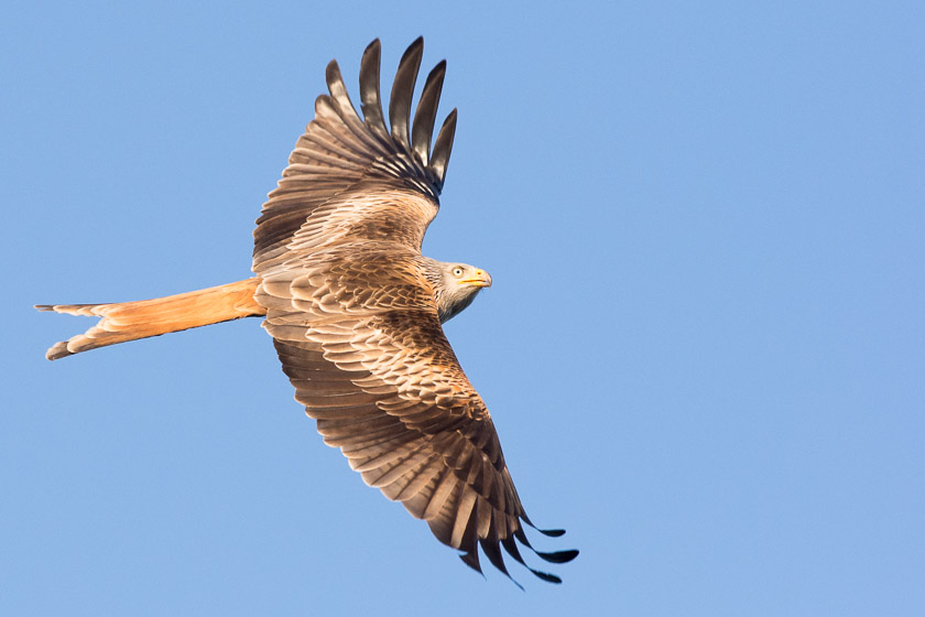 With a minimum of 30 Red Kites soaring over Watlington Town centre from mid-morning onwards they really are impressive