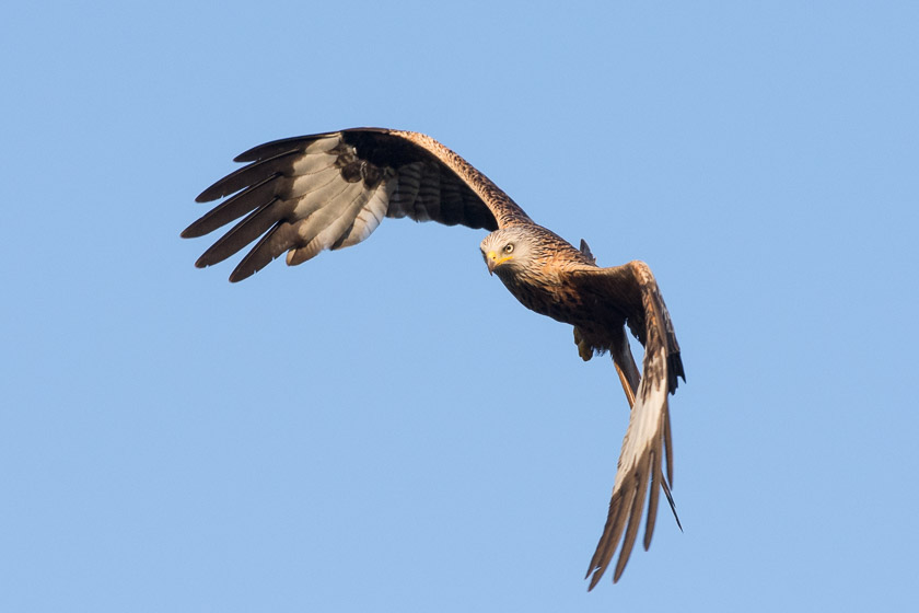 Another one of the Kites seen over the town centre