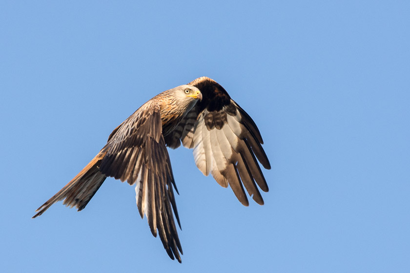 Red Kite , Watlington Town Centre