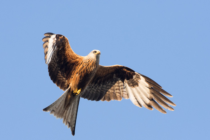 Red Kite, Watlington