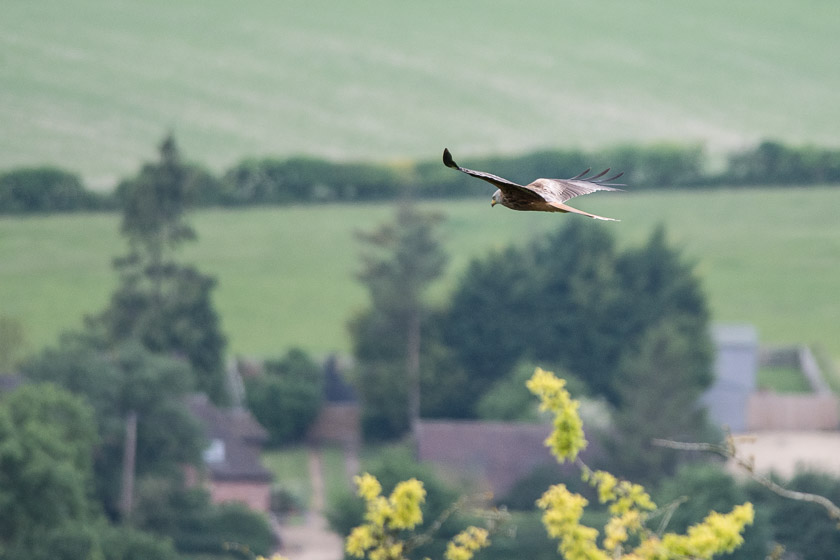 Red Kite soaring high over Watlington from White Mark Hill.