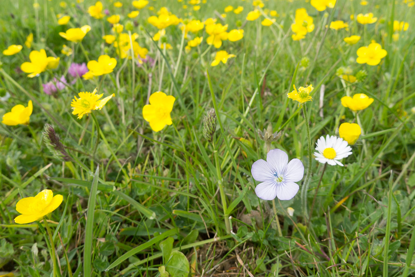 Pale Flax, Langton Matravers