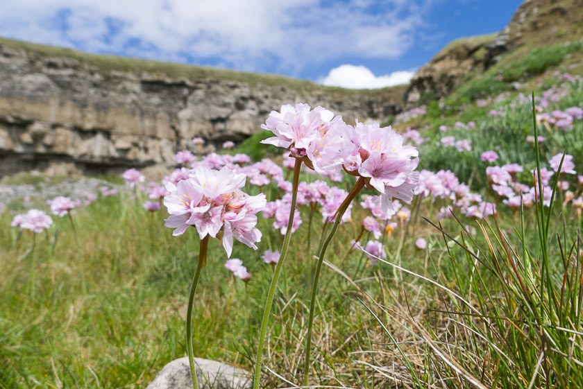 Thrift growing close to the quarry edge