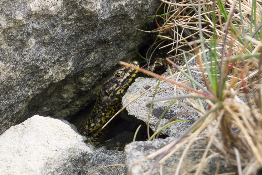 A young Wall Lizard hiding from the local Kestrels