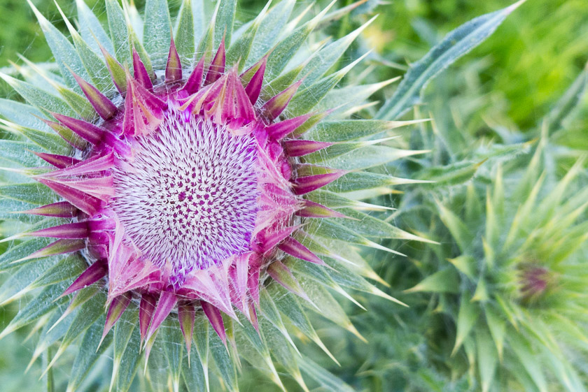 Musk Thistle, West Hill - Corfe Castle