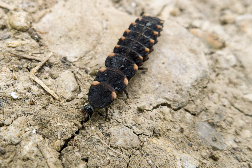 Glow worm larvae, Worth Matravers