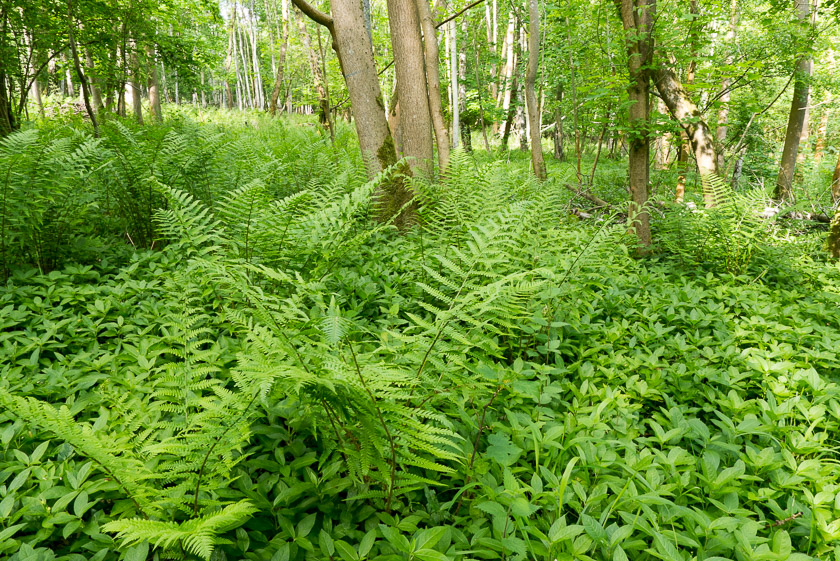 Male ferns and Dog's Mercury at Warburg Nature Reserve