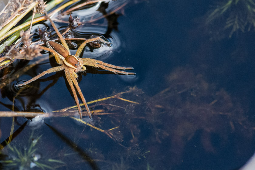 Raft Spider, Coombe Heath - Arne