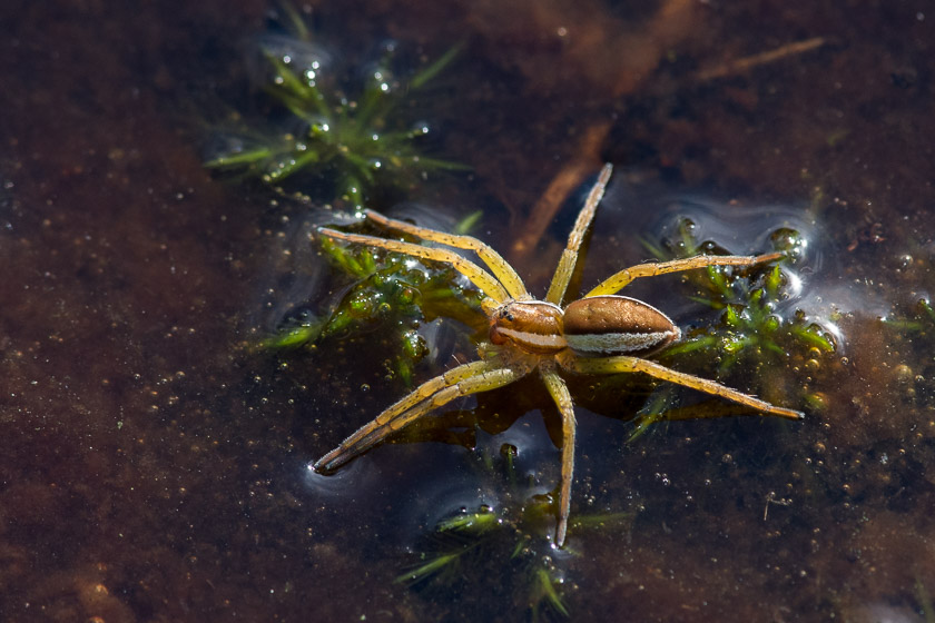 ..... another Raft Spider waiting to strike on Coombe Heath