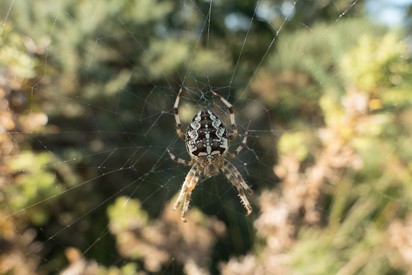 One of thousands of Garden Cross Spiders found across Coombe Heath