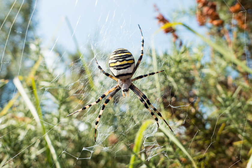 Wasp Spider, Coombe Heath - Arne