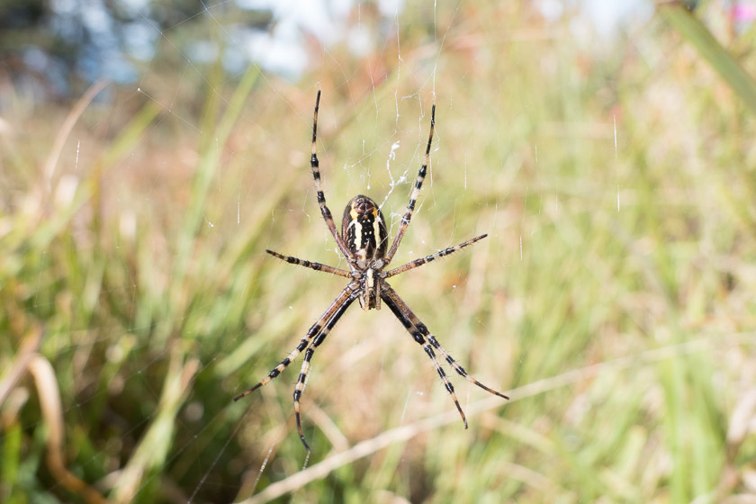 The underside of a Wasp Spider