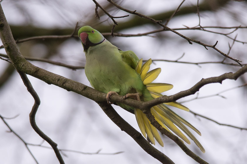 One of 17 Ring-necked Parakeets in and around Stenner Woods