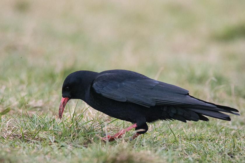 With a curved red bill and legs to match its unlike any other type of Crow.