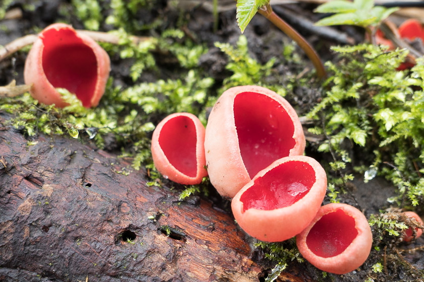 More Scarlet Elfcups.