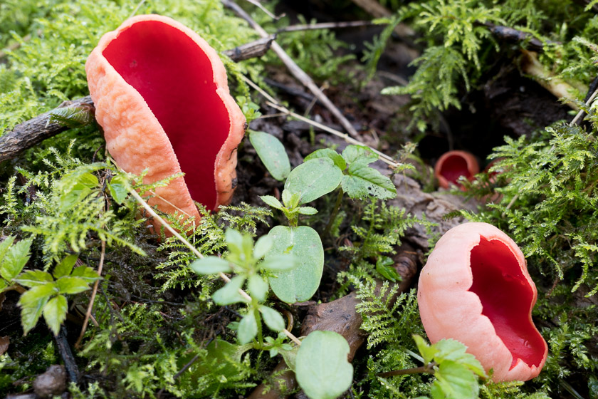 Distinctive and unmistakable. 5 minutes later they were gone .