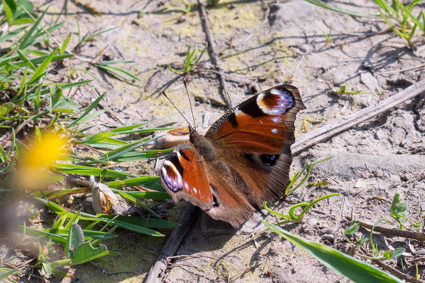 An early Peacock Butterfly.