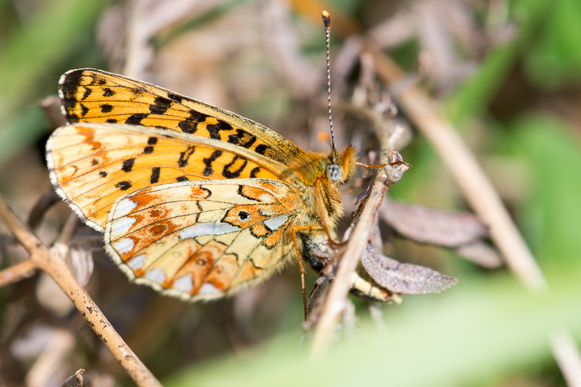 Underwing of a Pearl-bordered Fritillary