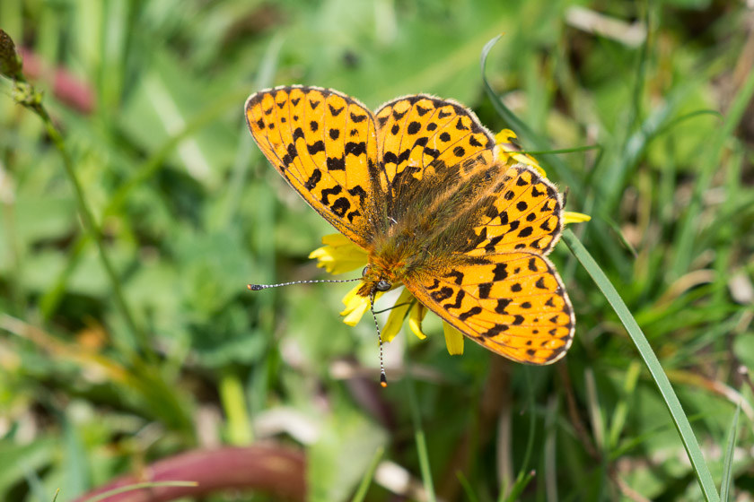 Pearl bordered Fritillary nectaring on a Dandelion 