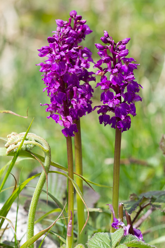 Early Purple Orchid flowering along the hillside