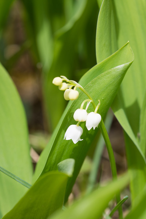 The native Lily of the Valley