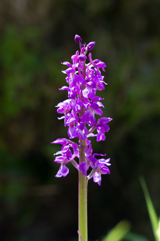 Early Purple Orchid - looking like being a good year for Orchids.