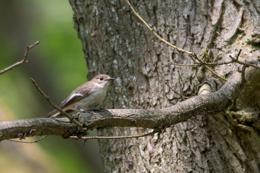 Pied Flycatcher (female).