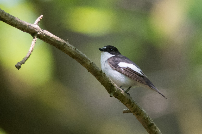 Another Pied Fycatcher (male)