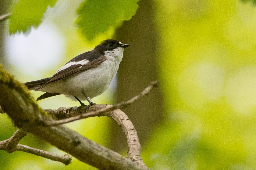 Pied Fycatcher (male)