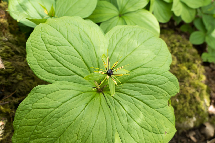 Paris quadrifolia with reference to the four leaves originating from the same point on the stem.