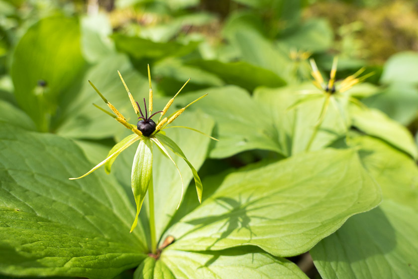 Herb Paris close to the entrance