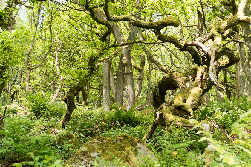 Padley Gorge, Derbyshire