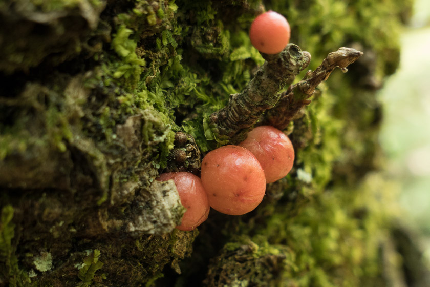 An unknown fungi