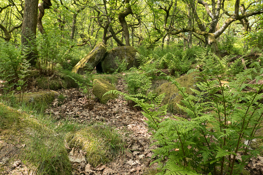 Ancient oak/birch woodland