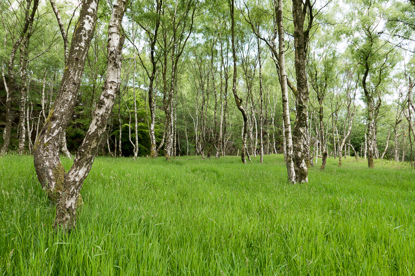 The green, green grass of an abandoned quarry ?