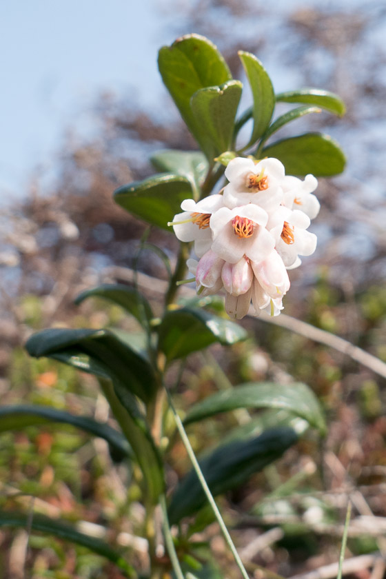 Cowberry