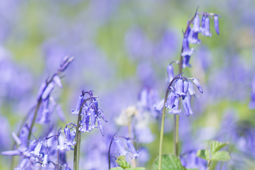 Bluebells at Gait Barrows