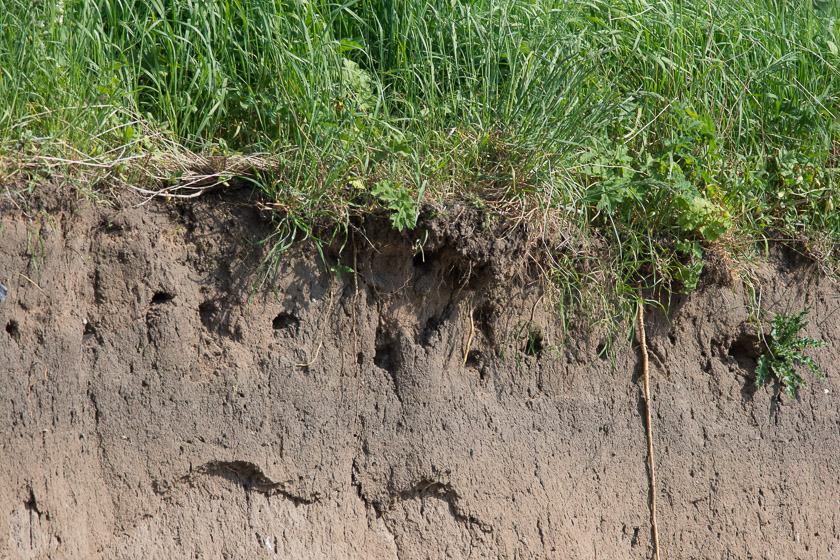 Nesting holes along the top of the sandy cliff face.