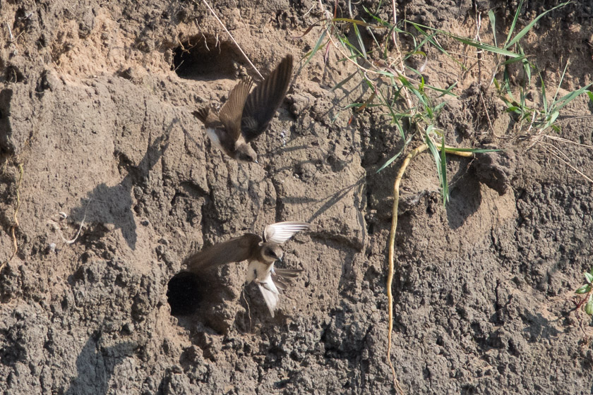 Another intruder being chased away