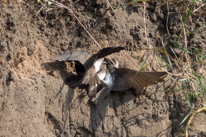 Male Sand Martins fighting for a nesting hole and the right to breed.