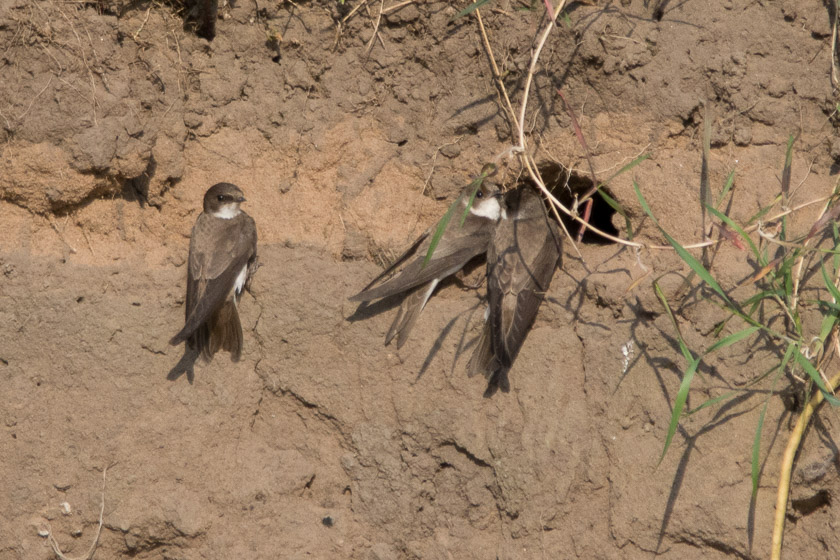 Squabbling at the entrance to a nesting hole